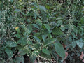 Virginia Knotweed Seeds (15) – Persicaria virginiana – Native Woodland Perennial for Shade Gardens & Pollinator Support