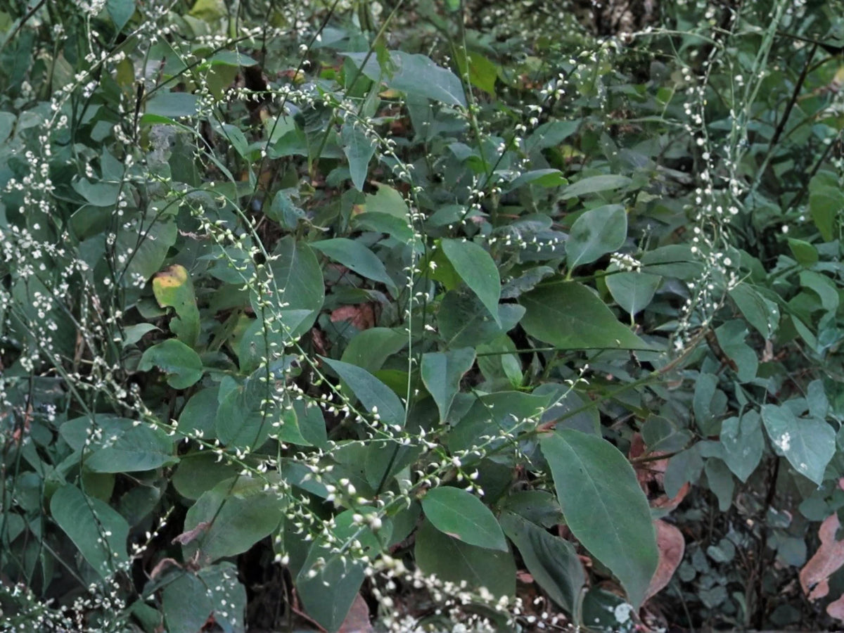 Virginia Knotweed Seeds (15) – Persicaria virginiana – Native Woodland Perennial for Shade Gardens & Pollinator Support