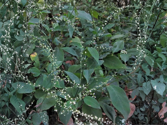 Virginia Knotweed Seeds (15) – Persicaria virginiana – Native Woodland Perennial for Shade Gardens & Pollinator Support