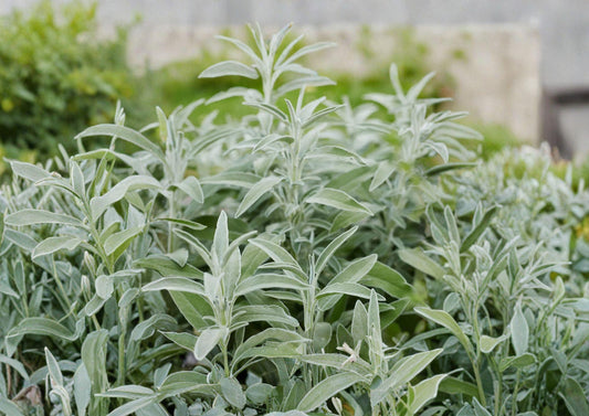 Broadleaf Sage Herb Seeds, Culinary Perennial, Salvia officinalis, 30 Seeds for Herb Garden, Aromatic, Drought Tolerant