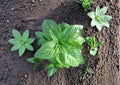 Genovese Basil Seeds – Heirloom Sweet Italian Culinary Herb for Pesto, Pasta, and Fresh Cooking