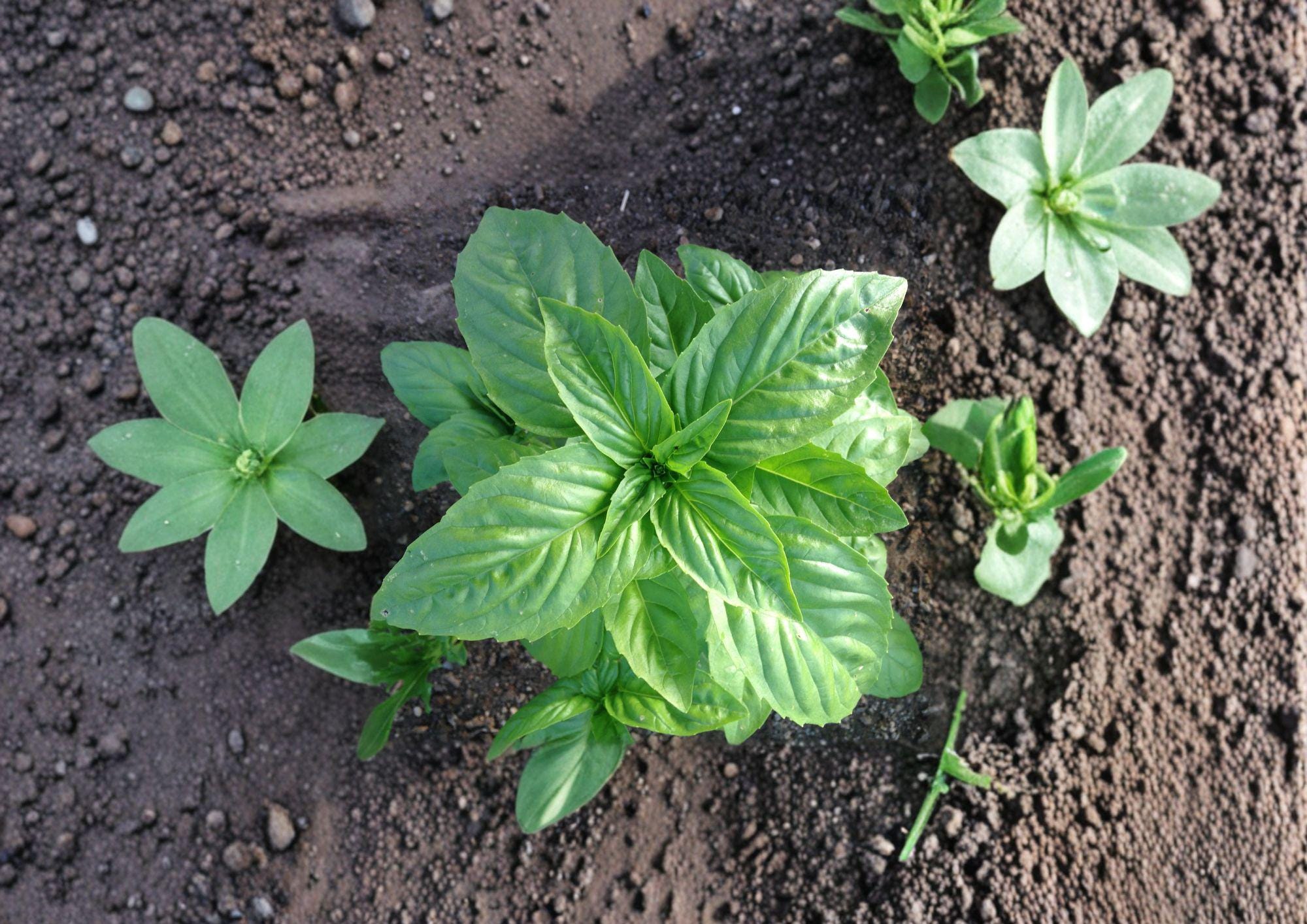 Genovese Basil Seeds – Heirloom Sweet Italian Culinary Herb for Pesto, Pasta, and Fresh Cooking