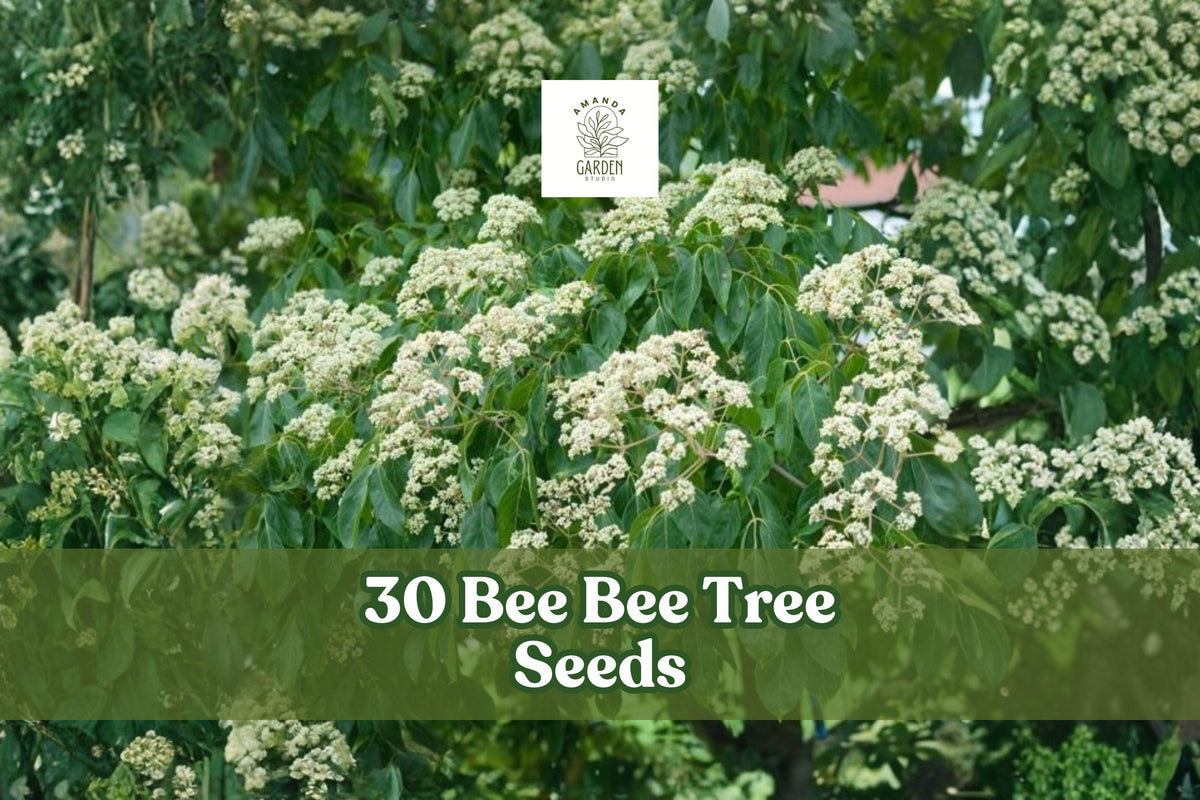 30 Bee-Bee Tree Seeds - Tetradium daniellii - Deciduous Ornamental Tree with White Flowers and Yellow Fall Color