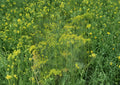 Dill Herb Seeds 500 Pack – Anethum graveolens Bouquet, Aromatic, Culinary & Pickling Herb for Garden, Fresh Use, Attracts Beneficial Insects