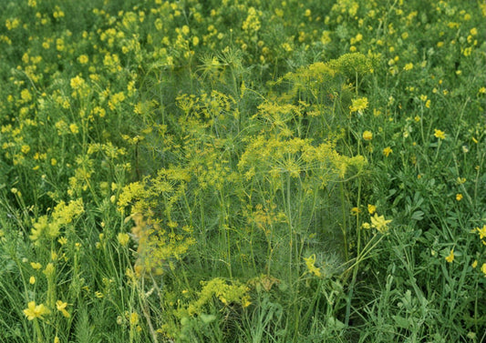 Dill Herb Seeds 500 Pack – Anethum graveolens Bouquet, Aromatic, Culinary & Pickling Herb for Garden, Fresh Use, Attracts Beneficial Insects