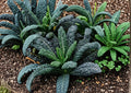 Lacinato Kale Seeds 500 Count | Heirloom Dinosaur Kale, Black Tuscan, Cold Hardy Garden Vegetable, Italian Kale Seeds