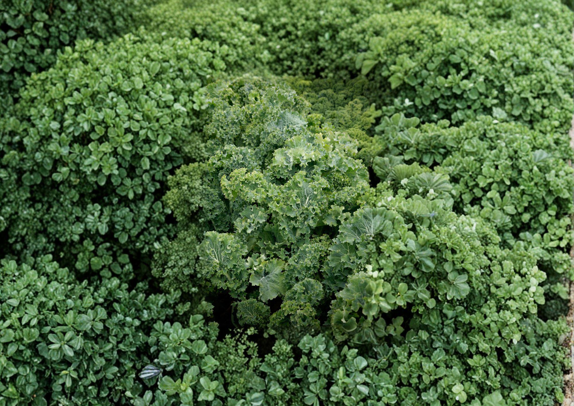 Dwarf Siberian Improved Kale Seeds - Heirloom, Cold Hardy, Curled Leaf Vegetable, 500 Seeds
