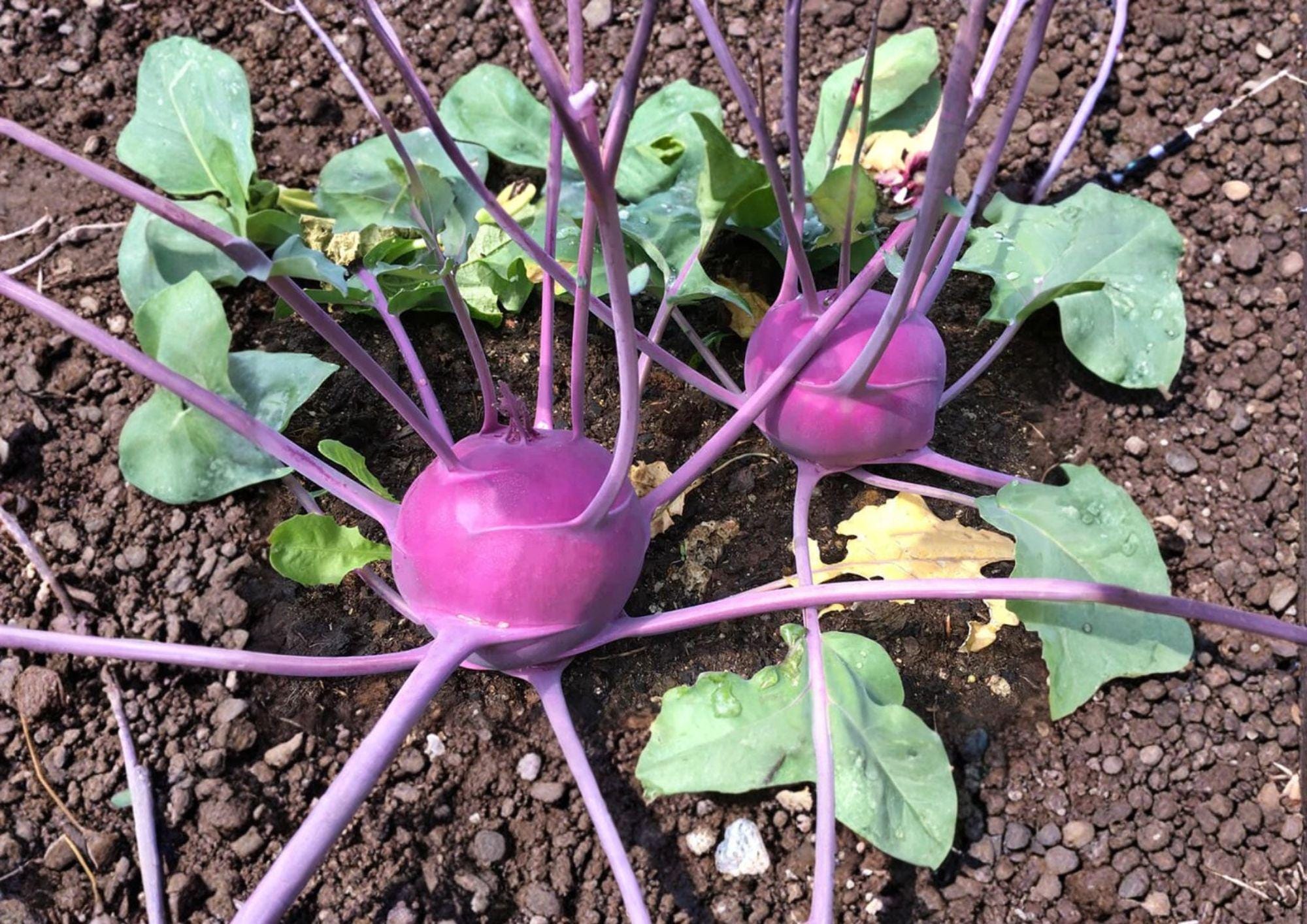 Purple Vienna Kohlrabi Seeds – Heirloom Cool-Season Vegetable, Edible Bulbs, 100 Seeds