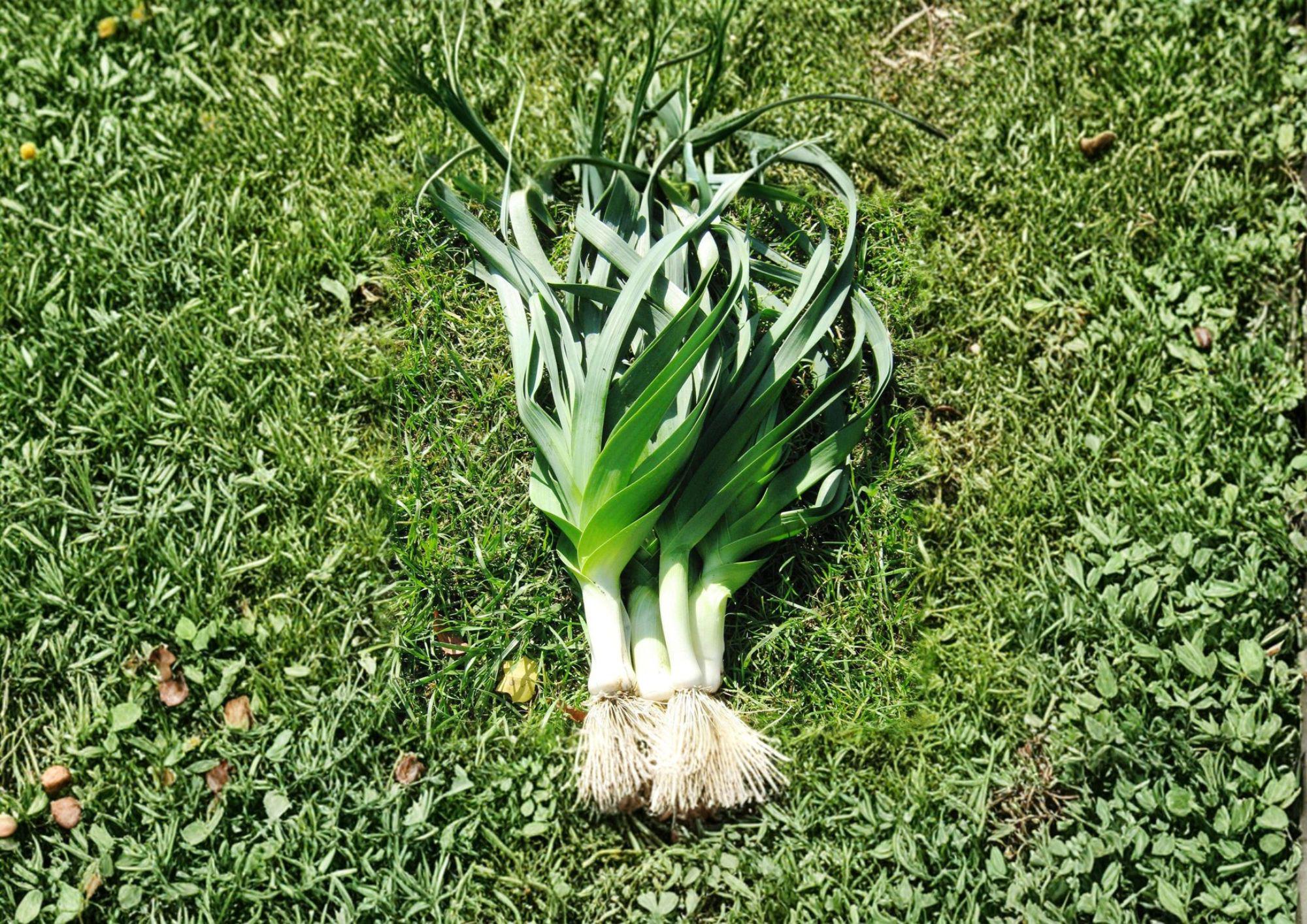 American Flag Leek Seeds – Heirloom, Cold Hardy, Thick White Stems, Blue-Green Foliage, Vegetable Seeds, Garden, Fall & Winter Harvest