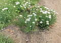Flowering Chinese Leek Seeds, Garlic Chive, Edible Flowers, Asian Vegetable Herb, Perennial Garden Seeds, Allium tuberosum