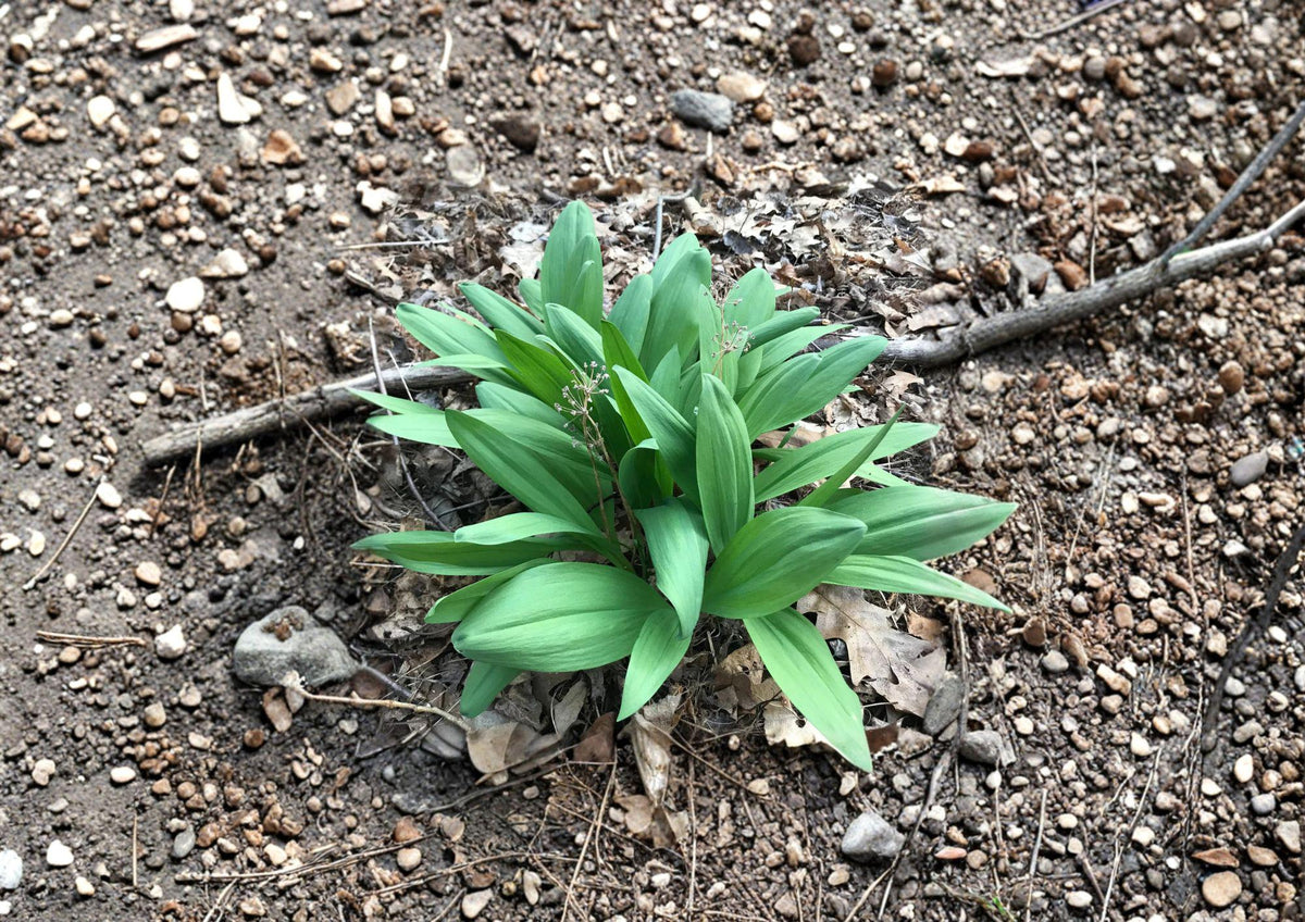 Wild Leek Ramp Seeds – Native Woodland Spring Vegetable, Allium tricoccum, 10 Seeds for Shade Gardens & Forest Edges