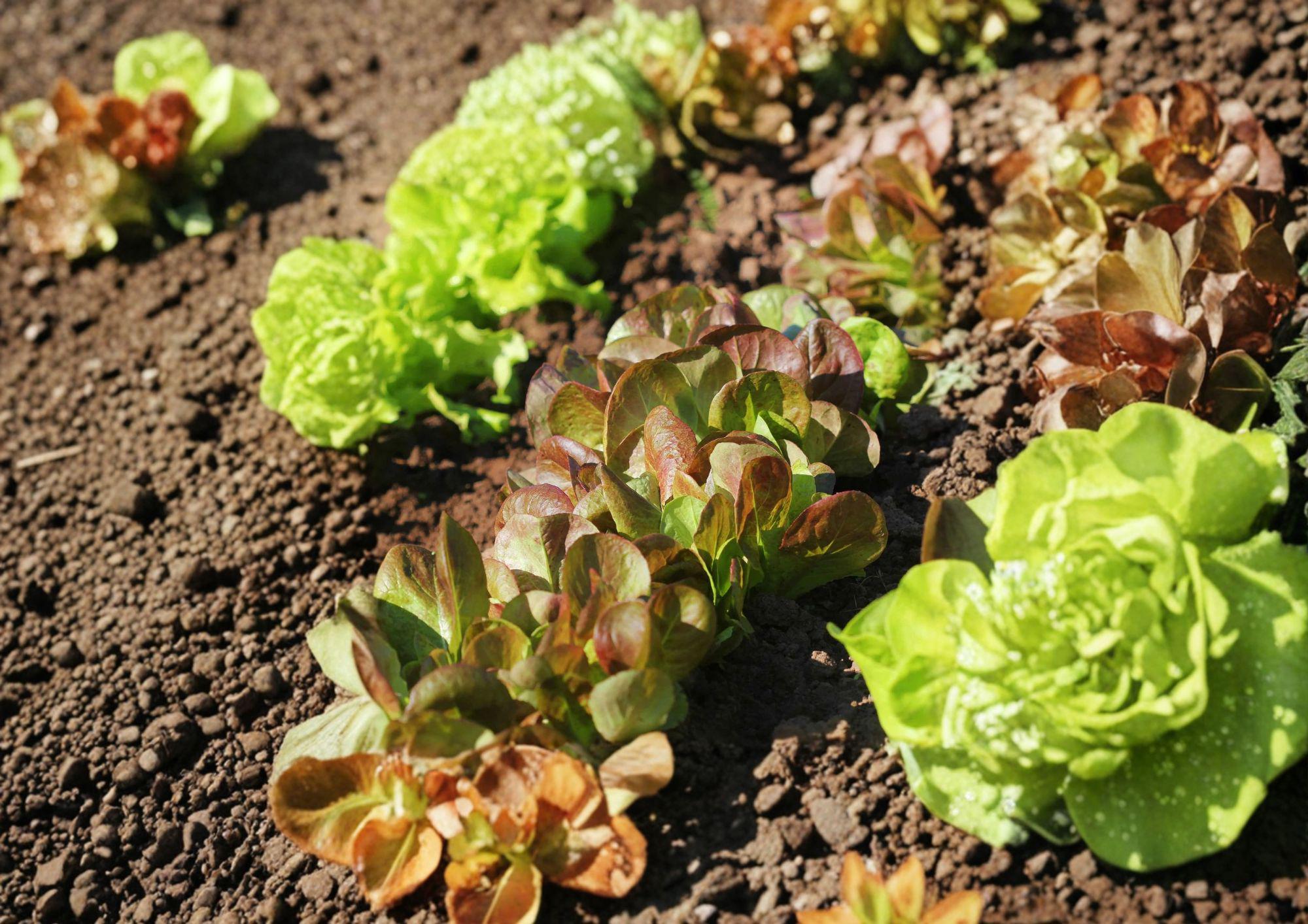 Rouge De Hiver Red Romaine Lettuce Seeds – French Heirloom, Cold-Hardy, Crisp, Burgundy-Tinted Leaves, 1000 Seeds