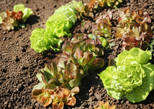 Rouge De Hiver Red Romaine Lettuce Seeds – French Heirloom, Cold-Hardy, Crisp, Burgundy-Tinted Leaves, 1000 Seeds