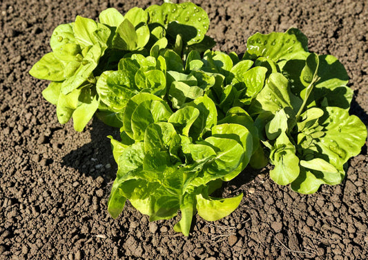 Buttercrunch Lettuce Seeds – Heirloom Bibb-Type, Tender Crisp, Cool-Season Garden Vegetable, 1000 Seeds