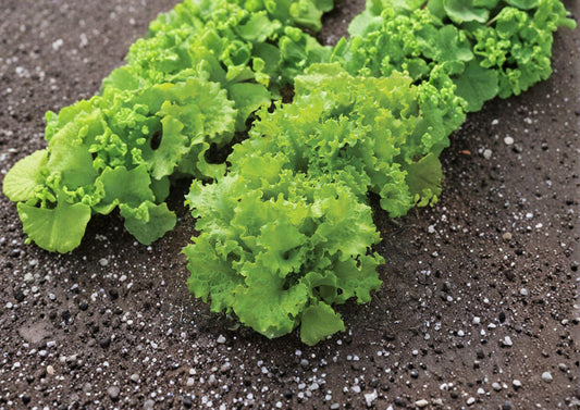 Black Seeded Simpson Lettuce Seeds, Heirloom Loose Leaf, Fast Growing Garden Vegetable, 1000 Seeds