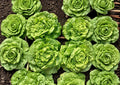 Heirloom Tom Thumb Butterhead Lettuce Seeds – Compact Mini Bibb Lettuce for Small Gardens & Containers, Tender Green Leaves