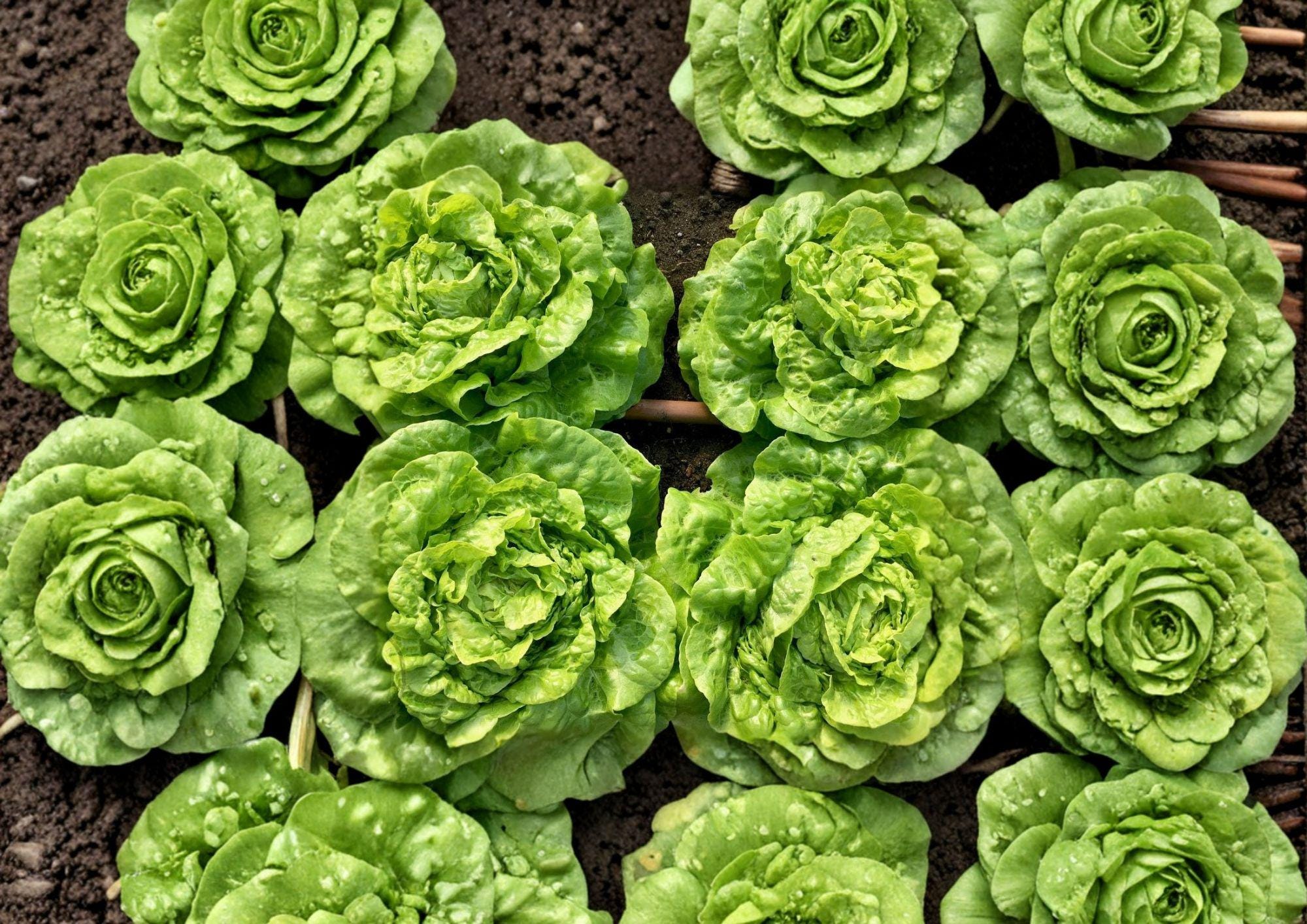 Heirloom Tom Thumb Butterhead Lettuce Seeds – Compact Mini Bibb Lettuce for Small Gardens & Containers, Tender Green Leaves
