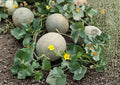 Hales Jumbo Cantaloupe Seeds – Heirloom Sweet Orange Flesh Melons for Home Garden, Summer Harvest, Vining Plant
