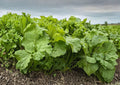 Southern Giant Curled Mustard Seeds – Heirloom Leafy Green Vegetable, Spicy Flavor, Cool Season Crop, Garden, Container, 500 Seeds