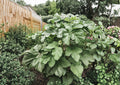 Clemson Spineless Okra Seeds – Heirloom Vegetable Seeds for High Yield, Warm Season Crop, Tender Pods, 100 Seeds