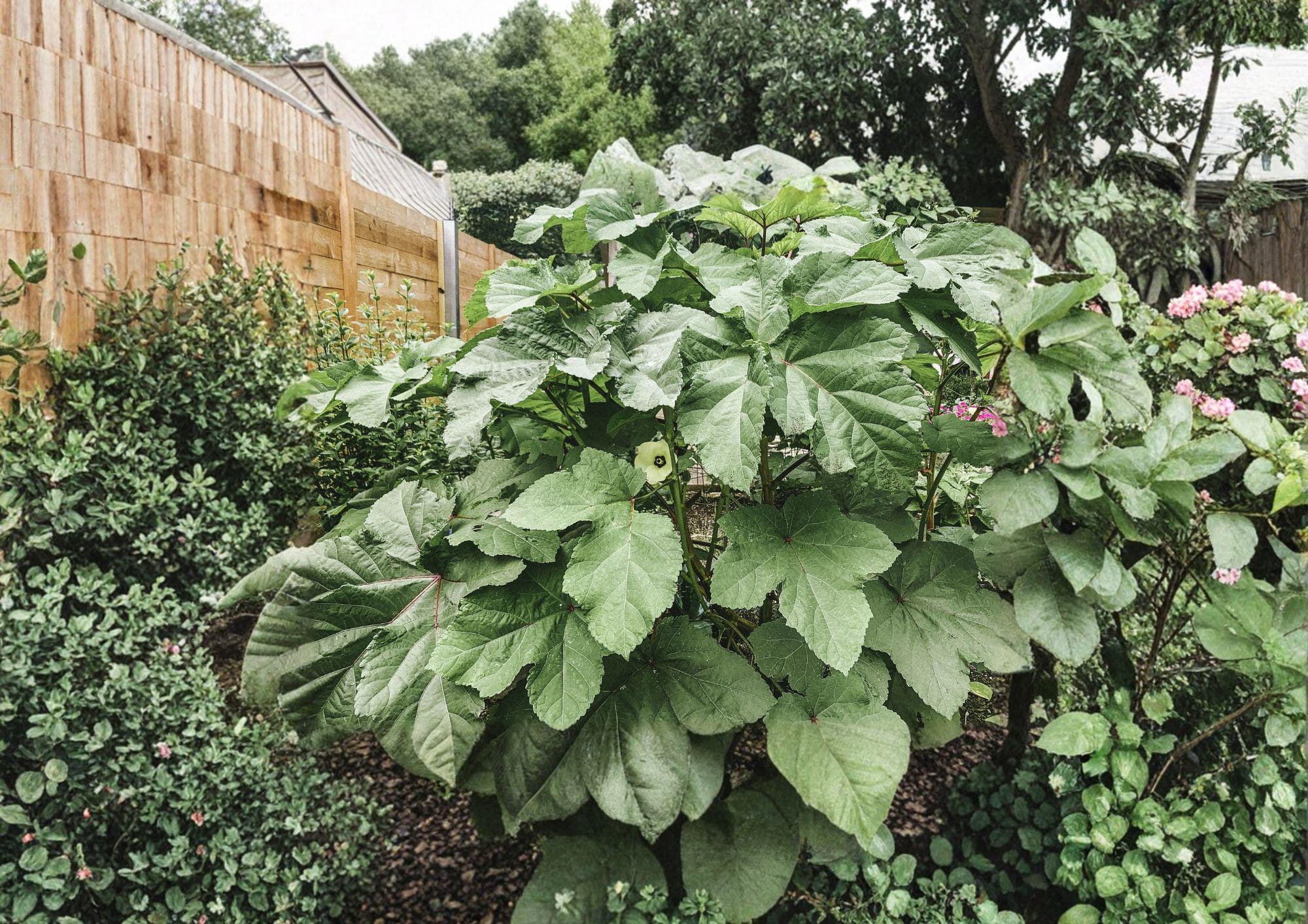 Clemson Spineless Okra Seeds – Heirloom Vegetable Seeds for High Yield, Warm Season Crop, Tender Pods, 100 Seeds