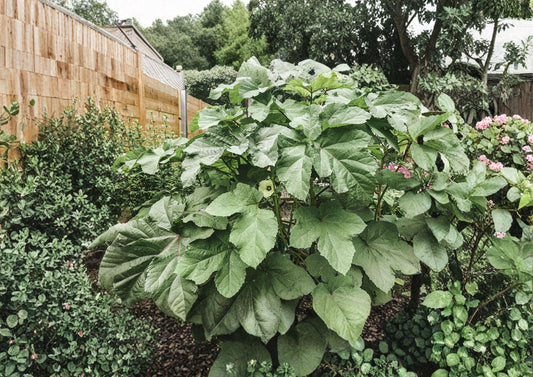 Clemson Spineless Okra Seeds – Heirloom Vegetable Seeds for High Yield, Warm Season Crop, Tender Pods, 100 Seeds