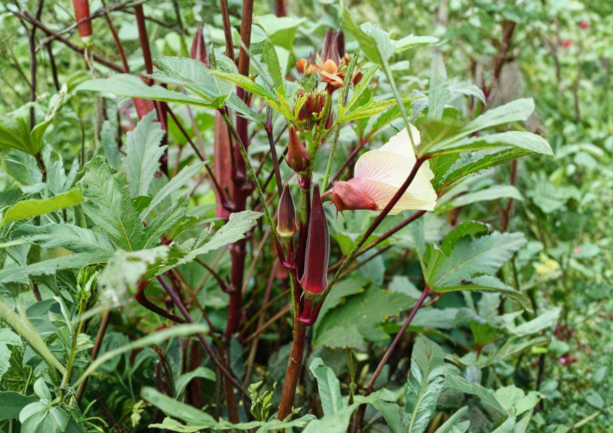 Red Burgundy Okra Seeds – Heirloom Vegetable, High Yield, Warm Season Garden Plant, Red Pods, Heirloom Scientific Name: Abelmoschus esculentus