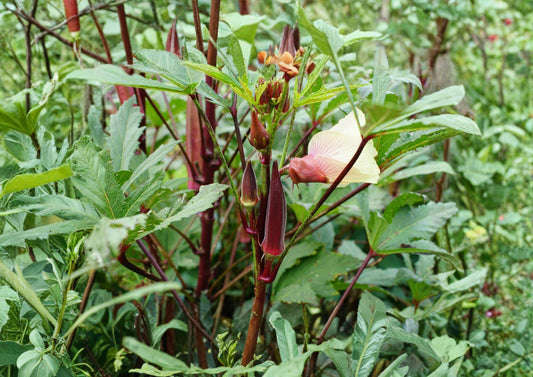 Red Burgundy Okra Seeds – Heirloom Vegetable, High Yield, Warm Season Garden Plant, Red Pods, Heirloom Scientific Name: Abelmoschus esculentus