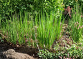 Tokyo Long Bunching Onion Seeds – Heirloom Scallions, Fast Growing Vegetable Seeds for Home Gardens, 250 Seeds