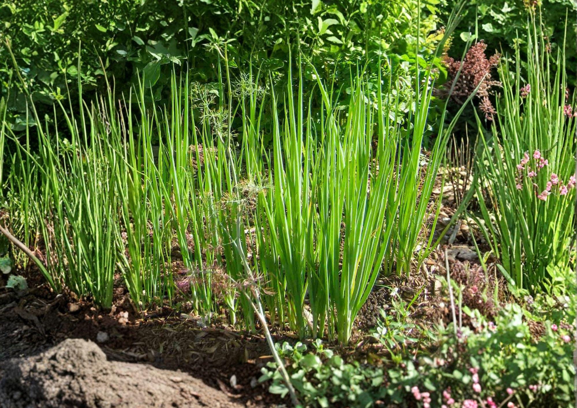 Tokyo Long Bunching Onion Seeds – Heirloom Scallions, Fast Growing Vegetable Seeds for Home Gardens, 250 Seeds