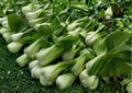 Heirloom Pak Choi White Stem Seeds – Fast Growing Asian Vegetable Crop for Garden, Cool Season, 500 Seeds