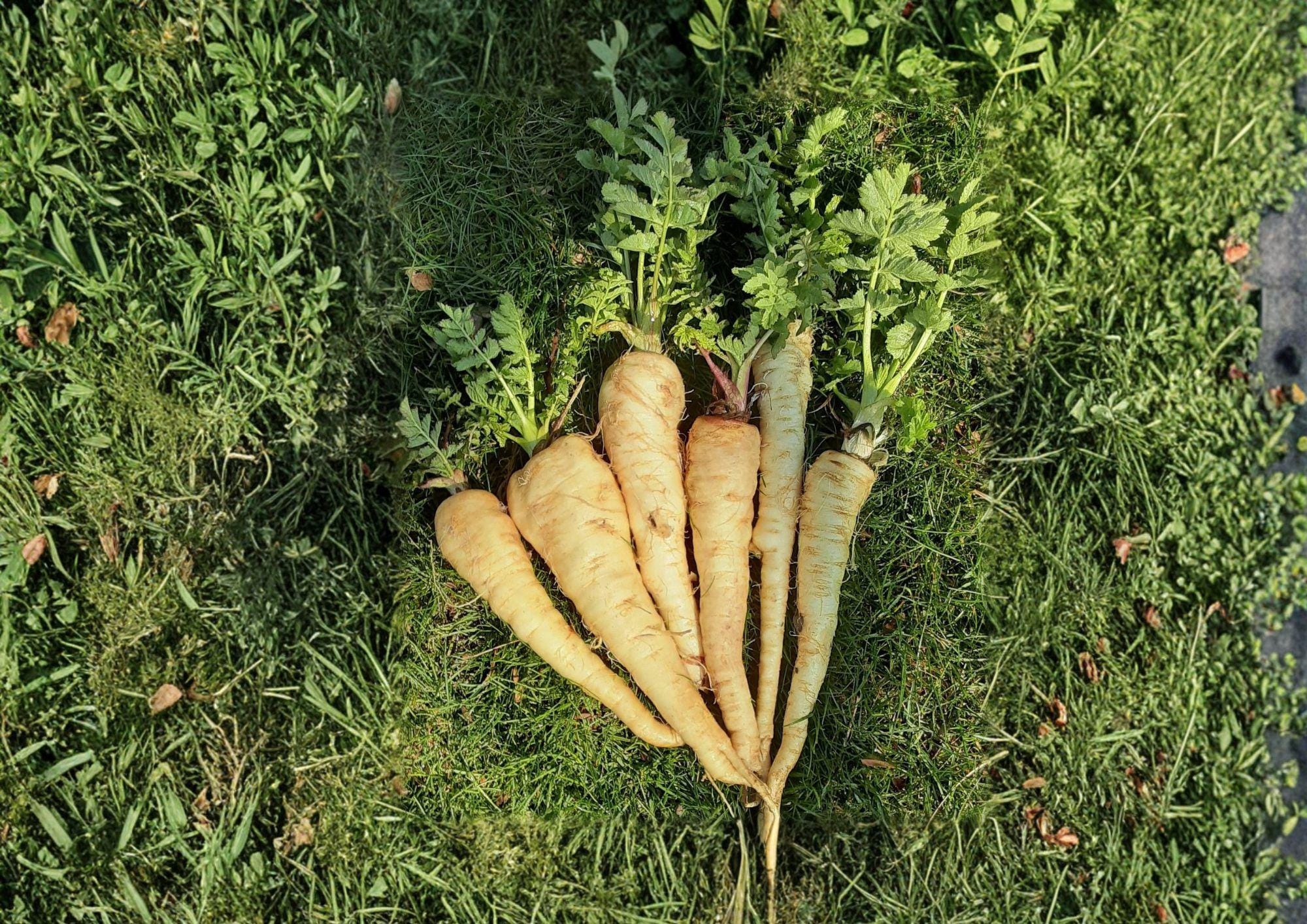 All American Parsnip Seeds – Heirloom Root Vegetable for Cool Season Gardens, Sweet Flavor, 100 Seeds