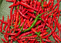 Red Long Cayenne Pepper Seeds – Heirloom Chili Vegetable for Spicy Slim Peppers, Capsicum annuum