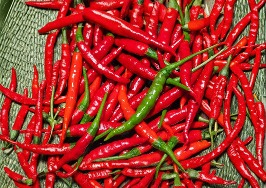 Red Long Cayenne Pepper Seeds – Heirloom Chili Vegetable for Spicy Slim Peppers, Capsicum annuum