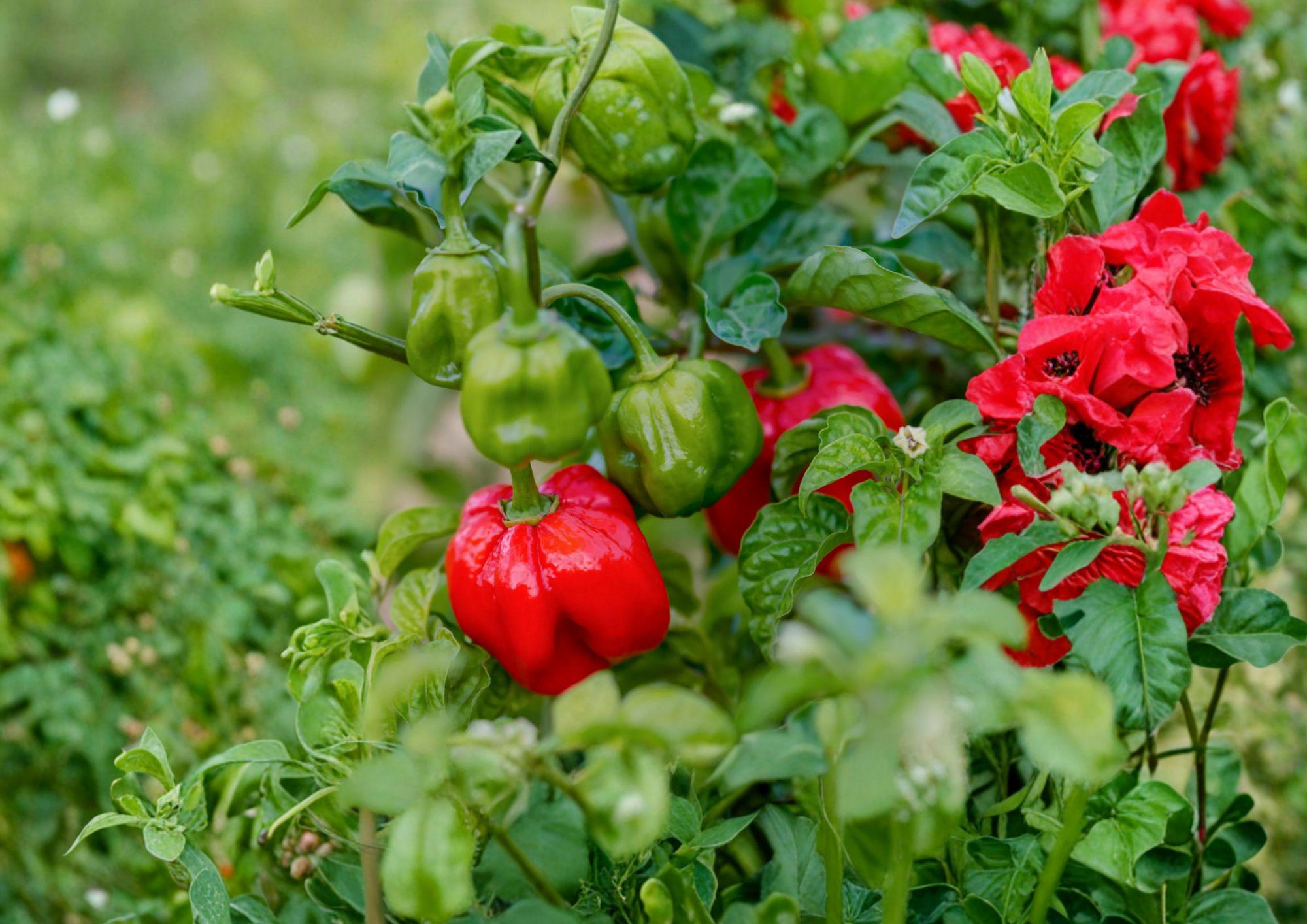 Heirloom Scotch Bonnet Red Pepper Seeds – 25 Chili Vegetable Seeds for Caribbean Cuisine, Hot Sauce, Jerk Seasoning