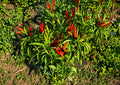 Thai Garden Bird Hot Pepper Seeds – 25 Heirloom Chili Seeds for Spicy Thai Cuisine, Bird’s Eye Variety, Compact, Extra Hot