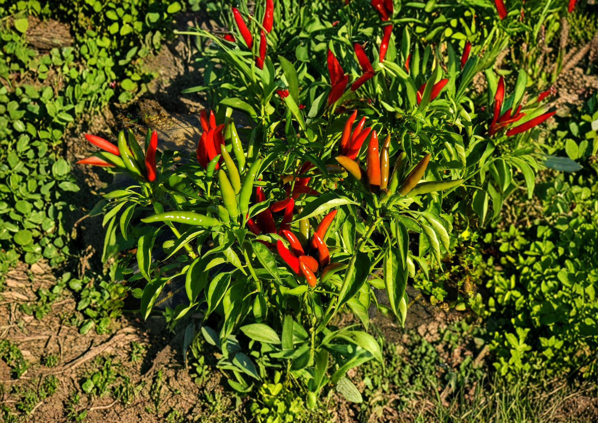 Thai Garden Bird Hot Pepper Seeds – 25 Heirloom Chili Seeds for Spicy Thai Cuisine, Bird’s Eye Variety, Compact, Extra Hot