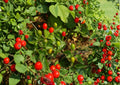 Chiltepin Hot Pepper Seeds – Heirloom Small Round Fiery Chili for Sauces, Dried, Southwestern Cuisine | Capsicum annuum