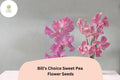 Bill’s Choice Pink Sweet Pea Seeds, Climbing Flower, Lathyrus odoratus, 50+ Seeds for Garden, Trellis & Fence Planting