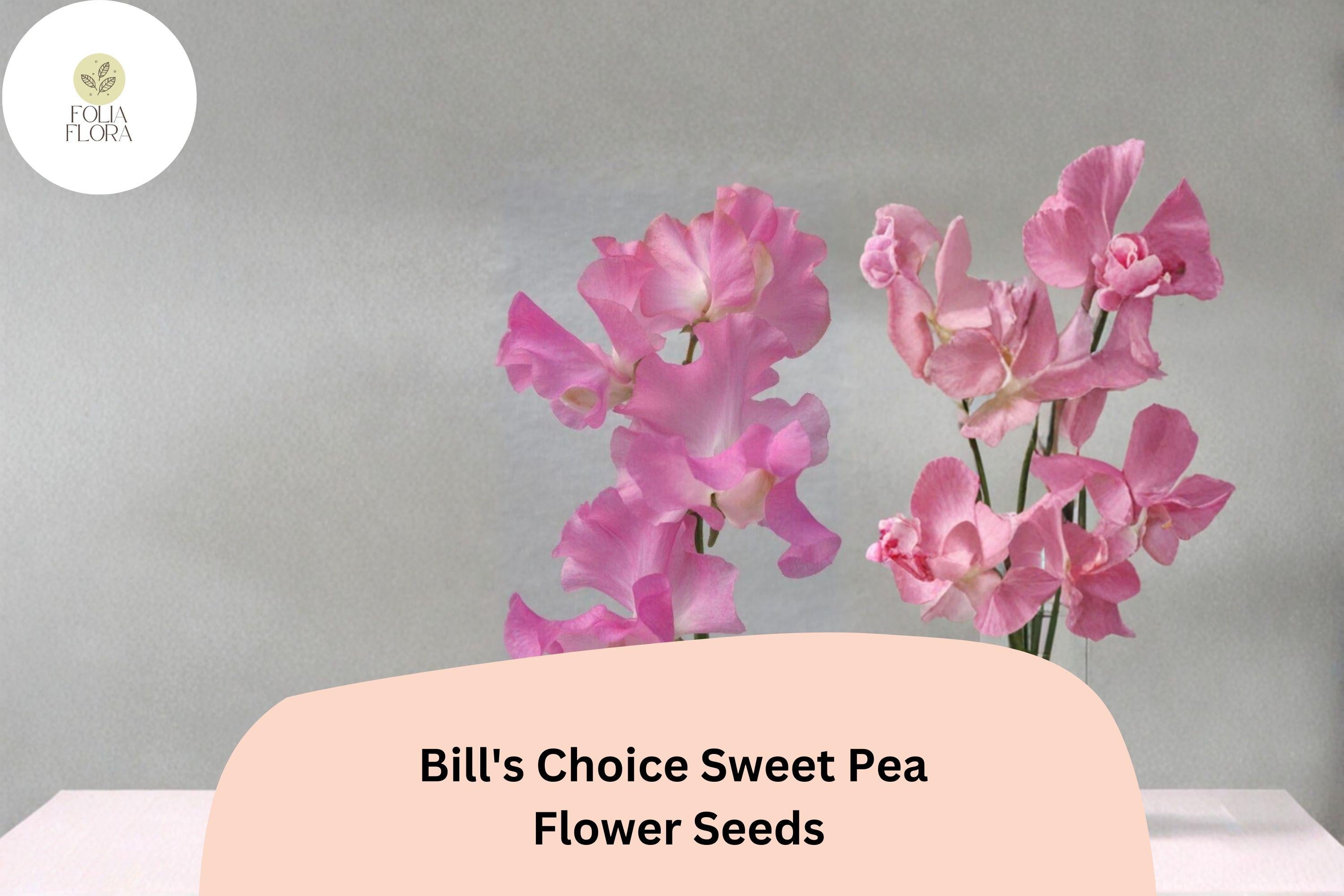 Bill’s Choice Pink Sweet Pea Seeds, Climbing Flower, Lathyrus odoratus, 50+ Seeds for Garden, Trellis & Fence Planting