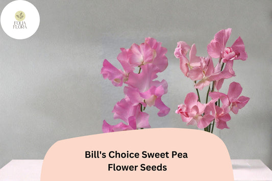 Bill’s Choice Pink Sweet Pea Seeds, Climbing Flower, Lathyrus odoratus, 50+ Seeds for Garden, Trellis & Fence Planting
