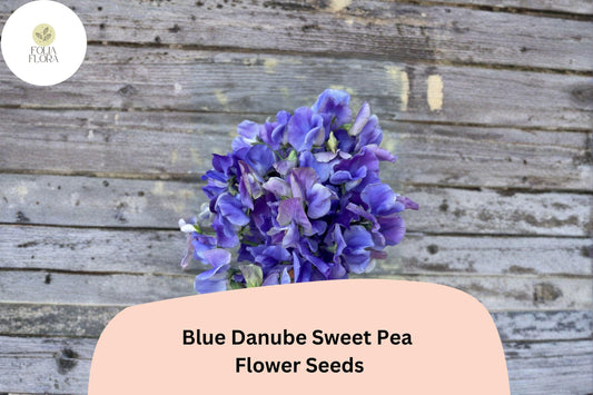Blue Danube Sweet Pea Seeds 50+ | Climbing Fragrant Blue Lavender Flower Garden Planting | Lathyrus odoratus
