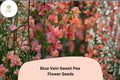 Blue Vein Sweet Pea Seeds 50+ | Orange Fragrant Climbing Flower | Lathyrus odoratus Garden Vine