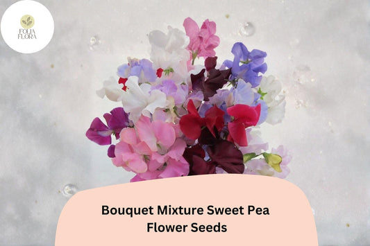 Bouquet Mixture Sweet Pea Seeds 50+ | Climbing Fragrant Lathyrus odoratus Multi-Color Garden Flowers