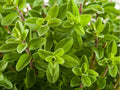 Marjoram Herb Seeds – 500 Non-GMO Heirloom Culinary Herb Origanum majorana for Cooking & Pollinators