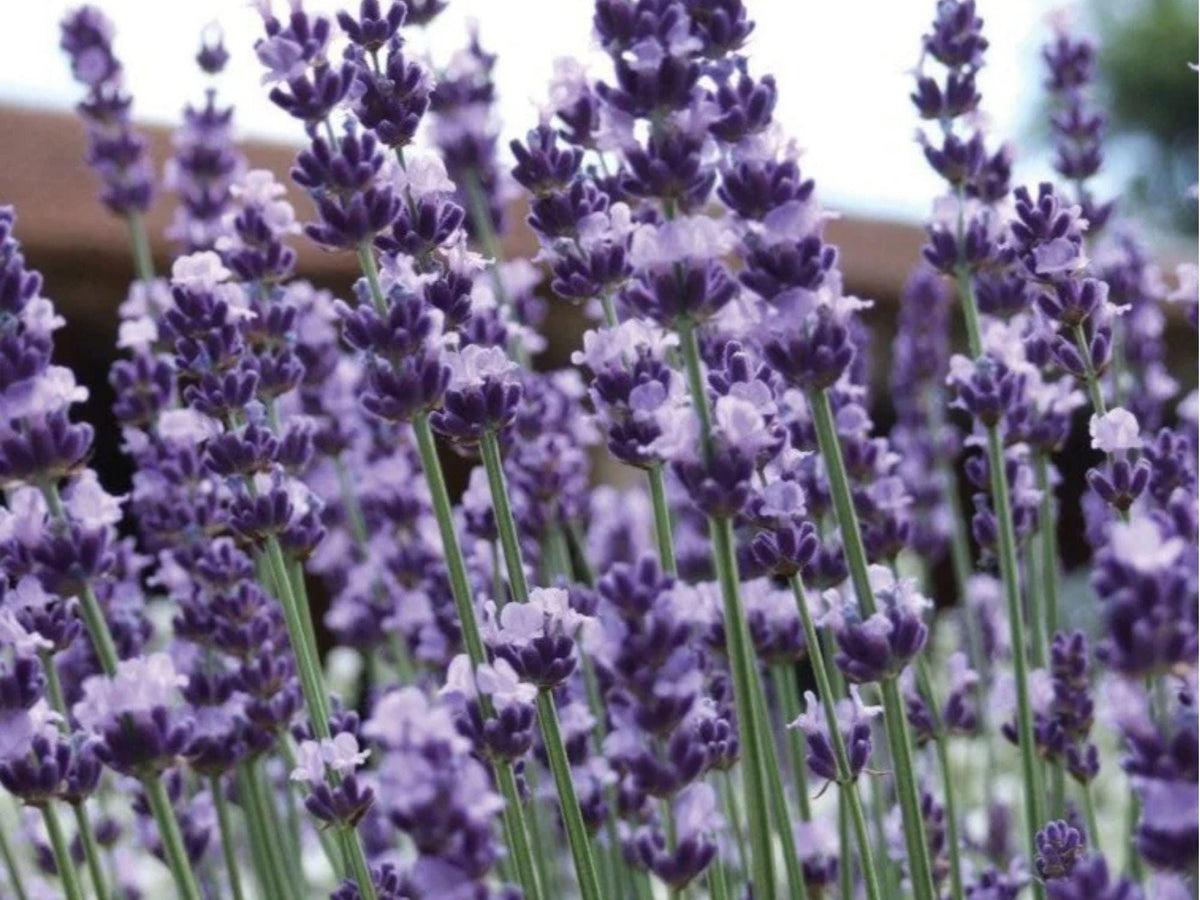 Vera Lavender Seeds – Heirloom Non-GMO Fragrant Pollinator Perennial Herb – Lavandula angustifolia, 100 Seeds