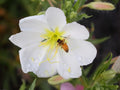 Swamp Marigold Seeds, Native Wildflower, Bright Yellow Blooms, Wetlands & Rain Gardens, Bidens aristosa, 30 Seeds