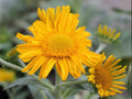 Water Plantain Seeds (100) | Native Aquatic Plant for Ponds & Wetlands | Alisma triviale