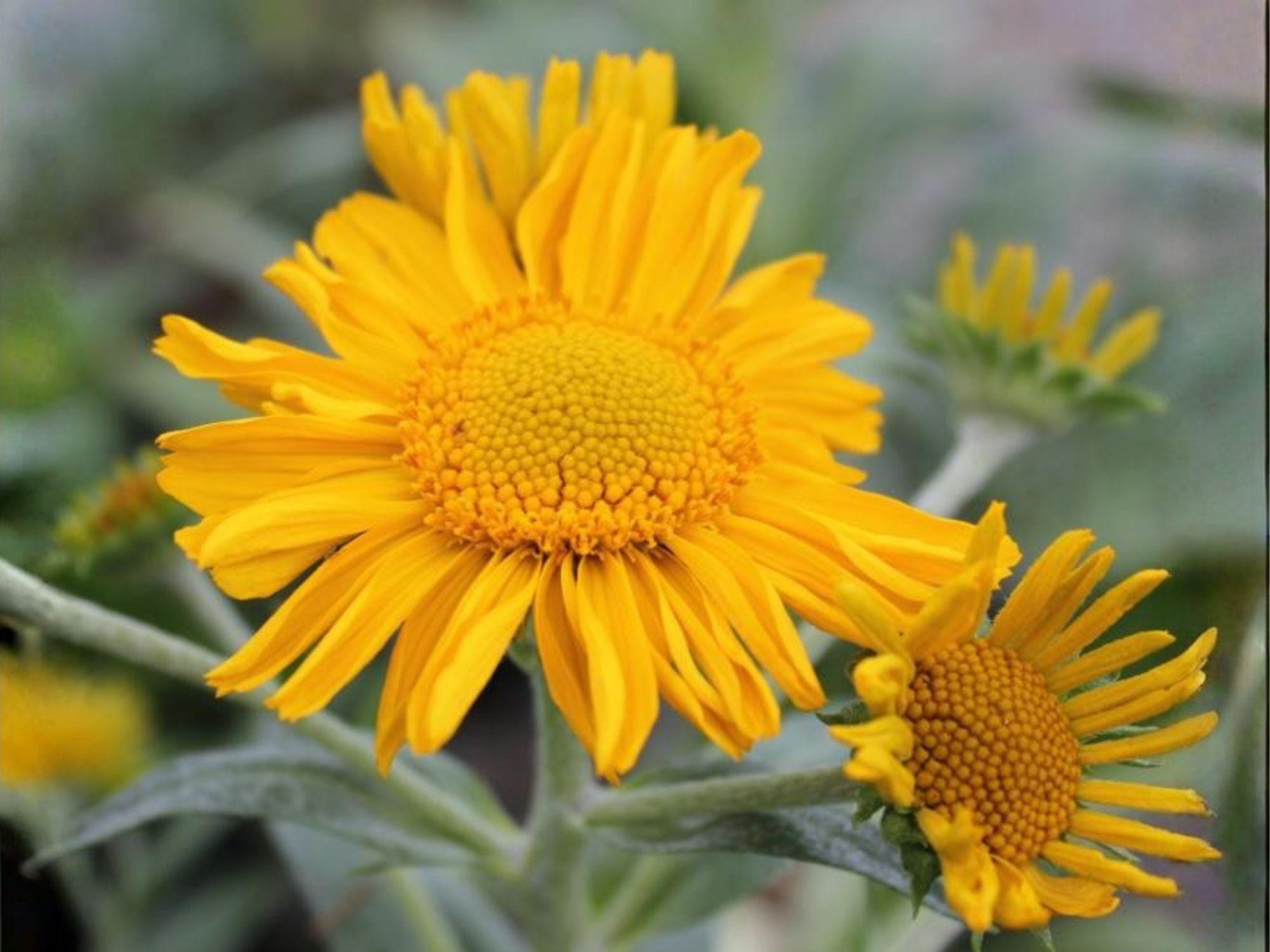 Water Plantain Seeds (100) | Native Aquatic Plant for Ponds & Wetlands | Alisma triviale