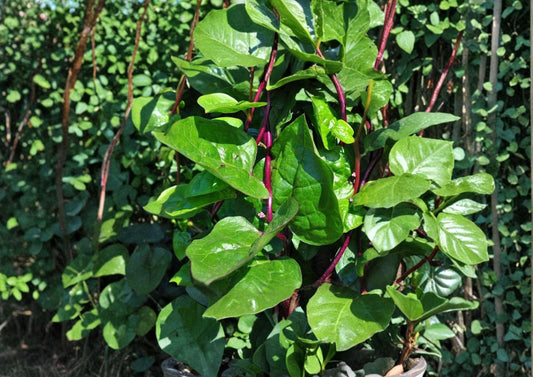 Red Stem Malabar Spinach Seeds – Heirloom Climbing Vegetable for Summer Gardens, Green Leaves with Red Stems, Tropical Vine